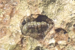 Chiton - Fuzzy Chiton - Acanthopleura granulata