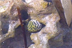 Sea Snails - Checkered Nerite - Nerita tessellata