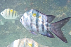 Damselfish - Sergeant Major - Abudefduf saxatilis