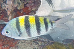 Damselfish - Sergeant Major - Abudefduf saxatilis