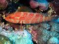 Groupers - Coral Grouper - Cephalopholis miniata