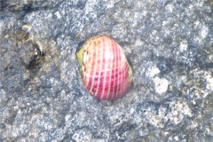 Sea Snails - Four Toothed Nerite - Nerita versicolor