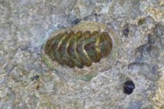 Chiton - Fuzzy Chiton - Acanthopleura granulata