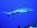 Sharks - Whitetip Reef Shark - Triaenodon obesus