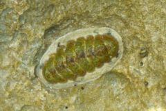 Chiton - Fuzzy Chiton - Acanthopleura granulata