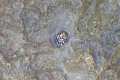 Sea Snails - Checkered Nerite - Nerita tessellata