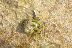 Sea Snails - Magpie Shell - Cittarium pica