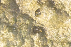 Sea Snails - Virgin Nerite - Neritina virginea