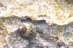 Sea Snails - Virgin Nerite - Neritina virginea