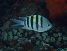 Damselfish - Sergeant Major - Abudefduf saxatilis