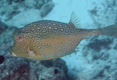 Filefish - Honeycomb filefish - Cantherhines pardalis