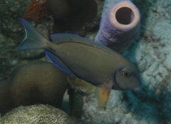 Surgeonfish - Ocean Surgeonfish - Acanthurus bahianus