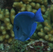 Surgeonfish - Blue Tang - Acanthurus coeruleus