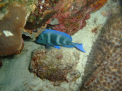 Surgeonfish - Blue Tang - Acanthurus coeruleus