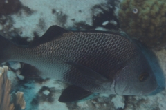 Grunts - Black Margate - Anisotremus surinamensis