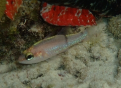 Cardinalfish - Barred Cardinalfish - Apogon binotatus