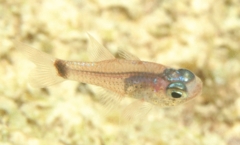 Cardinalfish - Dusky Cardinalfish - Phaeoptyx pigmentaria