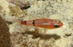 Cardinalfish - Belted Cardinalfish - Apogon townsendi