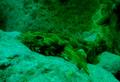 Sharks - Spotted Wobbegong - Orectolobus maculatus