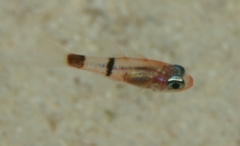 Cardinalfish - Belted Cardinalfish - Apogon townsendi