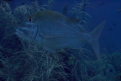 Porgies - Sheepshead - Archosargus probatocephalus