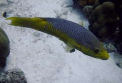 Hogfish - Spanish Hogfish - Bodianus rufus