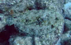 Flounders - Plate Flounder - Bothus lunatus