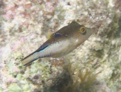 Pufferfish - Sharpnose Puffer - Canthigaster rostrata