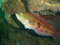 Wrasse - Senator Wrasse - Pictilabrus lacticlavius