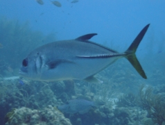 Jacks - Horse-eye Jack - Caranx latus