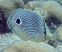 Butterflyfish - Foureye Butterflyfish - Chaetodon capistratus