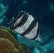 Butterflyfish - Banded Butterflyfish - Chaetodon striatus