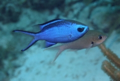 Damselfish - Blue Chromis - Chromis cyanea