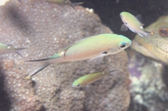 Damselfish - Brown Chromis - Chromis multilineata