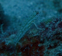 Gobies - Pallid Goby - Coryphopterus eidolon