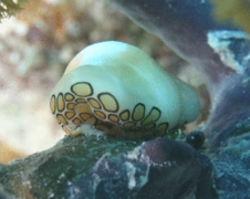 Nudibranches - Flamingo Tongue - Cyphoma gibbosum