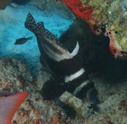 Drums - Spotted Drum - Equetus punctatus