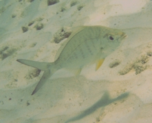 Mojarras - Yellowfin Mojarra - Gerres cinereus