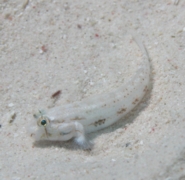 Gobies - Goldspot Goby - Gnatholepis thompsoni