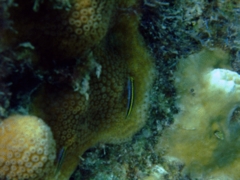 Gobies - Yellowprow Goby - Gobiosoma xanthiprora