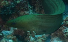 Moray - Green Moray - Gymnothorax funebris