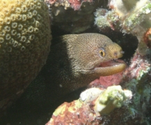 Moray - Goldentail Moray - Gymnothorax miliaris