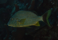 Grunts - Bluestriped Grunt - Haemulon sciurus