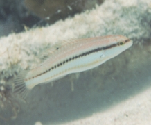 Wrasse - Slippery Dick - Halichoeres bivittatus