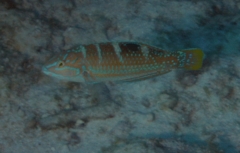 Wrasse - Puddingwife - Halichoeres radiatus