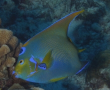 Angelfish - Queen Angelfish - Holacanthus ciliaris