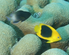 Angelfish - Rock Beauty - Holacanthus tricolor