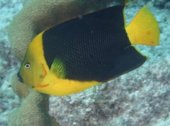 Angelfish - Rock Beauty - Holacanthus tricolor