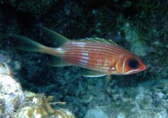 Squirrelfish - Longspine Squirrelfish - Holocentrus rufus