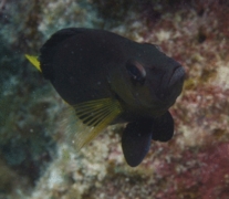 Seabasses - Yellowtail Hamlet - Hypoplectrus chlorurus